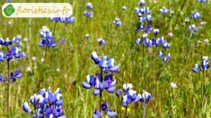 ? Посадка люпина в саду: как и когда сажать люпин