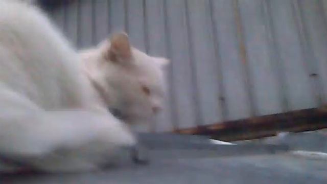 новость дня кот сидит на крыше часть1