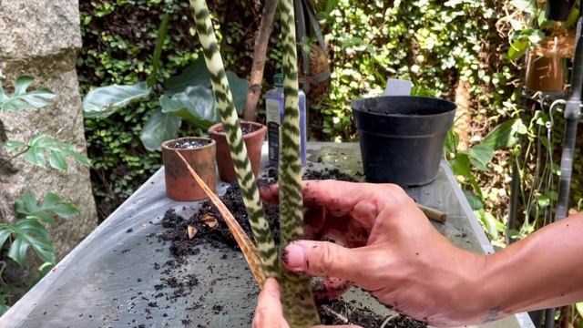 Alocasia zebrina care and propagation (with updates) смотреть онлайн