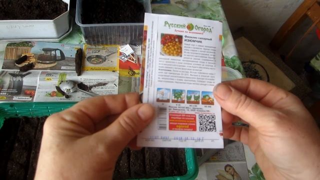 Сажаю на рассаду ягодный физалис. Зачем он нужен? смотреть онлайн