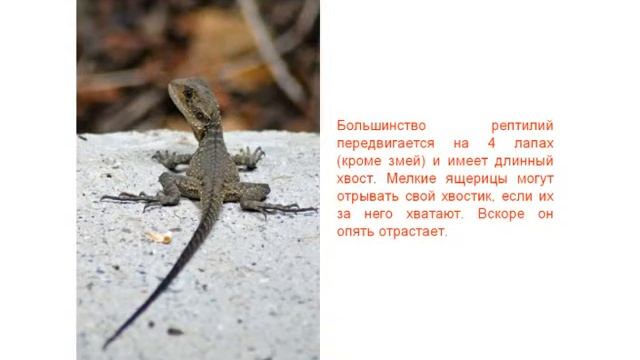 Животные и их отличия смотреть онлайн