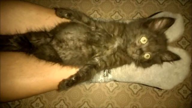 КОТИК СТЕПАША СПОКОЙНОЙ НОЧИ МАЛЫШИ 2016 СТЕПАША -ПОДПИШЕТСЯ ВЗАИМНО. смотреть онлайн