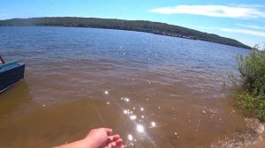 Такого клёва мы не ожидали// Чехонь на резинку на реке Волга.