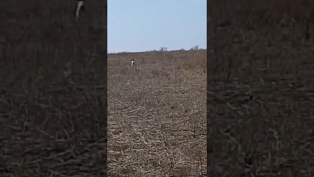 Эпаньоль Бретона парная работа смотреть онлайн