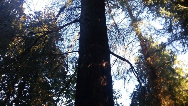 Самый большой гималайский кедр в Цитрусовом смотреть онлайн