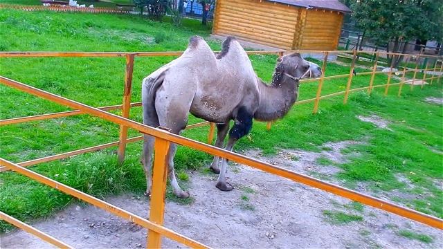 Верблюды. Видео с Верблюдами. Верблюд Ест. Красивые Двугорбые Верблюды. Футажи для видеомонтажа смотреть онлайн