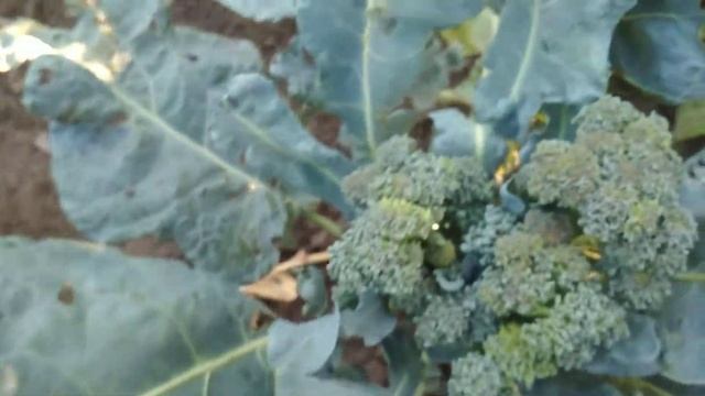 Капуста брокколи после среза первого вилка смотреть онлайн