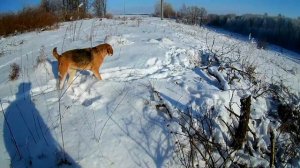 Возвращение блудного зайца! Охота с гончими на лису!