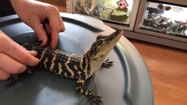 Домашний крокодильчик. Чешет крокодила. Смешные животные смотреть онлайн