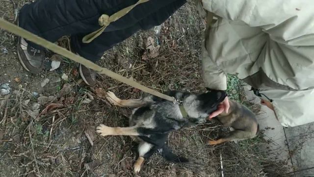 4 щенячья группа на прогулке (02.01.2019) приют Друг смотреть онлайн