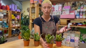 Сансевиерия Ханни - какие еще бывают сорта. Обзор