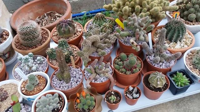 Продолжаем ЦВЕТОЧНУЮ🌵 ТЕРАПИЮ ! смотреть онлайн