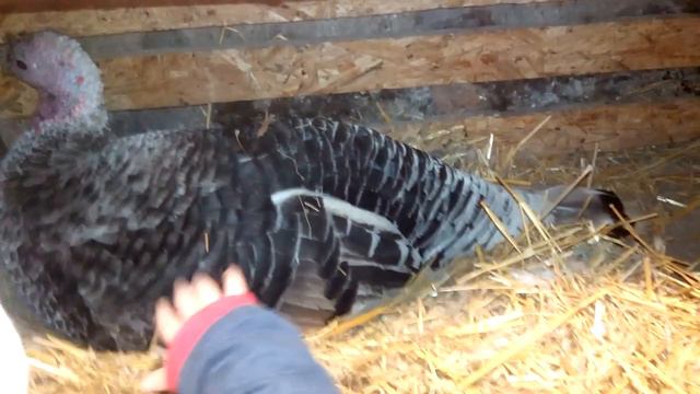 ИНДЕЙКИ ЗА НЕСЛИСЬ, ИНДЮШКИ НЕСУТСЯ КАК КУРЫ.14 листопада 2019 р. смотреть онлайн