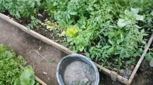 НАСТОЙ ДЛЯ ОГУРЦОВ ! ЗОЛА И КРАПИВА