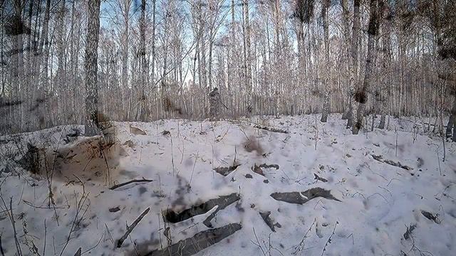 Поиск лисы // Проверка нор в зимний период смотреть онлайн
