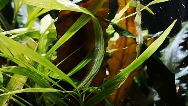 ИНТЕРЕСНЫЕ ФАКТЫ О СОДЕРЖАНИЕ БИРЮЗОВОЙ АКАРЫ. смотреть онлайн