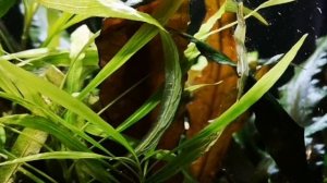 ИНТЕРЕСНЫЕ ФАКТЫ О СОДЕРЖАНИЕ БИРЮЗОВОЙ АКАРЫ.