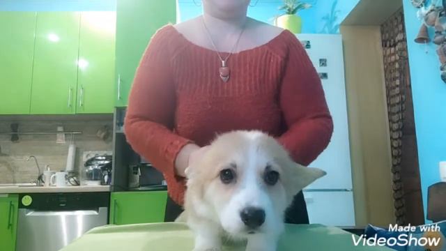 Вельш корги пемброк Стефания, Стеша))) смотреть онлайн