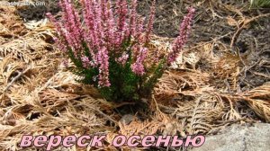 Вереск и эрика: сходства и отличия.