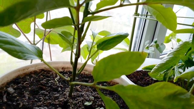 Мои пепино . Формировка растений. смотреть онлайн