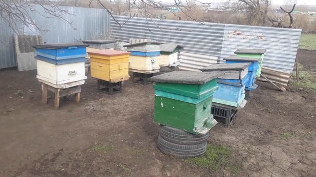 Пчеловодство, ответ на комментарий.