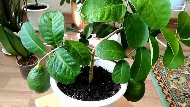 Топ Домашний лимон.7 лучших сортов лимонов в домашних условиях.Часть1. смотреть онлайн