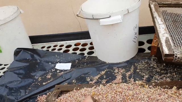 ВОЗДУШКА ЧЕСНОКА ЛЮБАША. КАК ПОДГОТОВИТЬ ВОЗДУШКУ К ПОСАДКЕ. ЧИСТКА КАЛИБРОВКА. смотреть онлайн