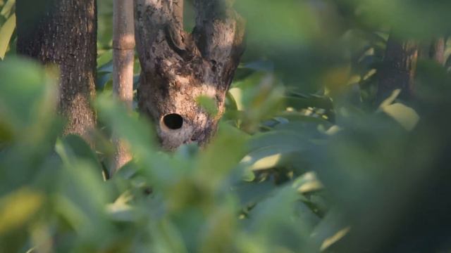 Coppersmith barbet pair feeding in the nest.... смотреть онлайн