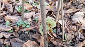 Хурма прививки и эксперименты