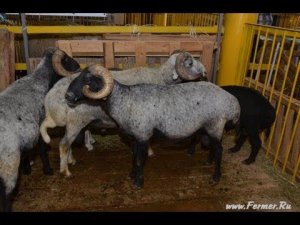 Каракульская порода овец на Всероссийской выставке овец г Элиста