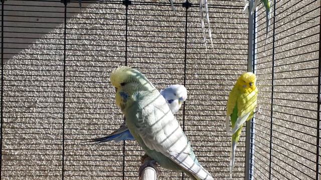 Волнистые термиты. Что стая попугаев сделала с ветками ивы за день?! смотреть онлайн