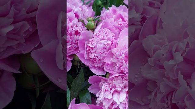 Очень красивые пионы Beautiful peonies in the garden #Shorts смотреть онлайн