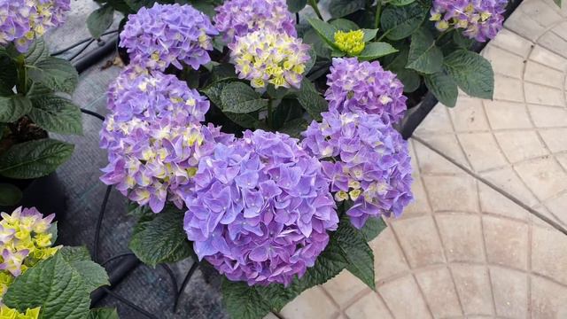 Hydrangea-Hortenzija смотреть онлайн