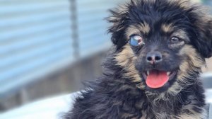 СМОТРЕТЬ ВСЕМ!Стерилизуйте Своих Животных