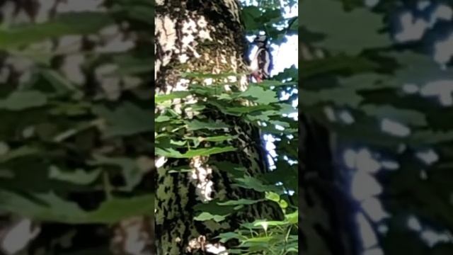 Дятел - трудолюбивый санитар леса смотреть онлайн