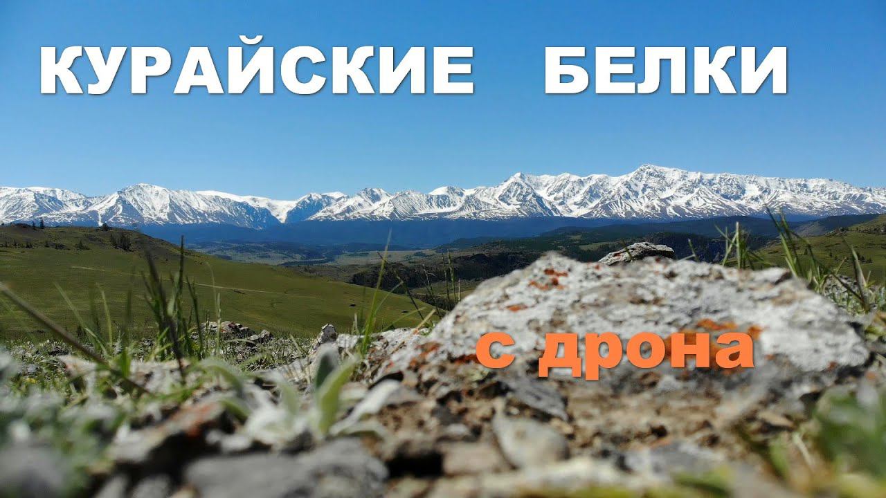 Курайские белки смотреть онлайн