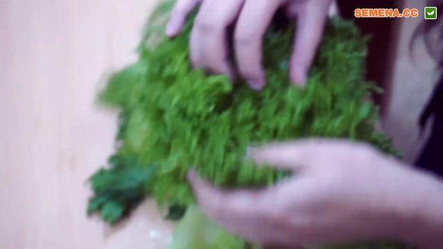 Салат для вирощування вдома, у відкритому грунті. Данстар типу Фрілліс смотреть онлайн
