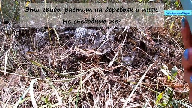 По грибы. Собираем грибы в Рязани в районе Солотчи. Что встречается в лесу кроме белых грибов смотреть онлайн