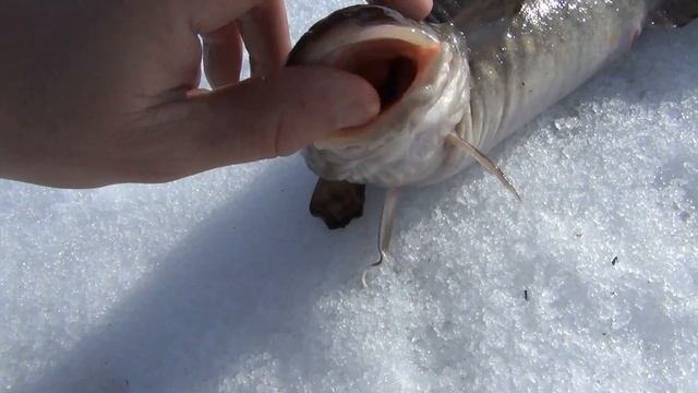 утро Лесосибирск энерголес рыбалка 11 апреля 2013 года смотреть онлайн