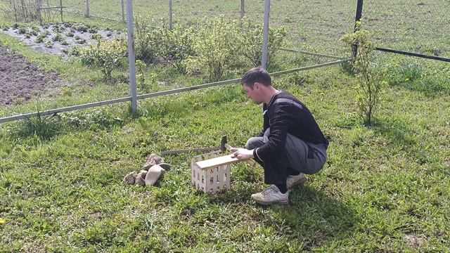 Забор для растений смотреть онлайн