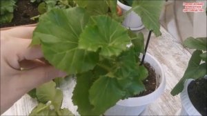 БЕГОНИЯ ЭЛАТИОР ? Осенняя ОБРЕЗКА  и ЧЕРЕНКОВАНИЕ