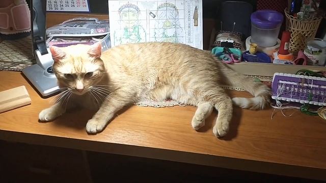 Кот не даёт вышивать...? смотреть онлайн