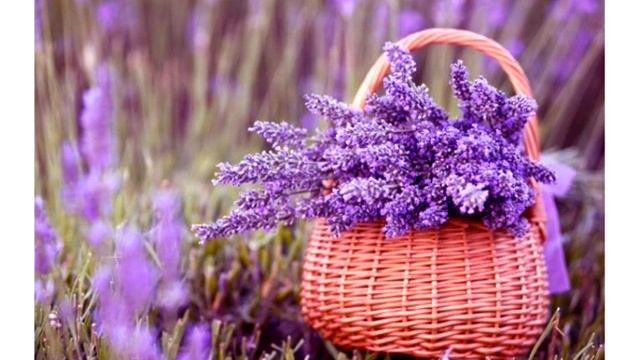 Стихи для Души - Лаванда ароматная... смотреть онлайн