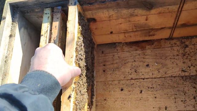 Ревизия пчелиной семьи расплод дотация рамка в гнездо ✅☝️? смотреть онлайн