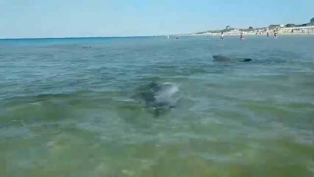 🌞Из бесплатного морского дельфинария🐬 Анапы актуальную обстановку передаёт Вячеслав Ревун 😍 смотреть онлайн