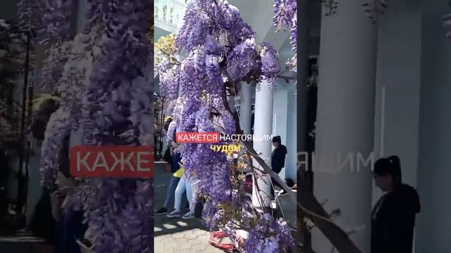 🙅🏻♂️Вы ТОЧНО ПОЖАЛЕЕТЕ, посадив эти растения на даче смотреть онлайн