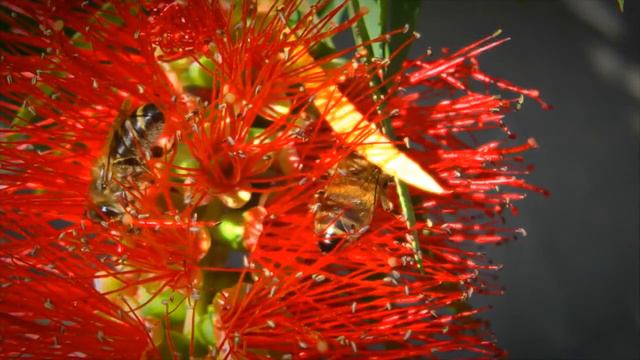 Bees Close Up Camera Play смотреть онлайн
