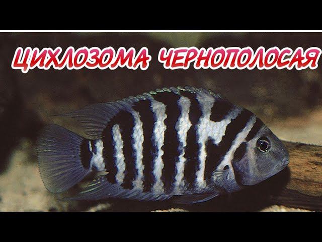 ЧЕРНОПОЛОСАЯ ЦИХЛОЗОМА.СОДЕРЖАНИЕ И РАЗВЕДЕНИЕ В АКВАРИУМЕ. смотреть онлайн