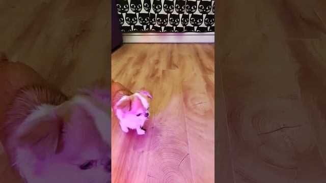#dogtrics #tiktok #puppy #рекомендации #2024 #like #video #видео #tiktok #собаки #чихуахуа смотреть онлайн