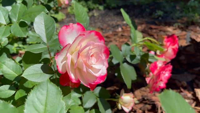 Grandiflora Rose - Cherry Parfait